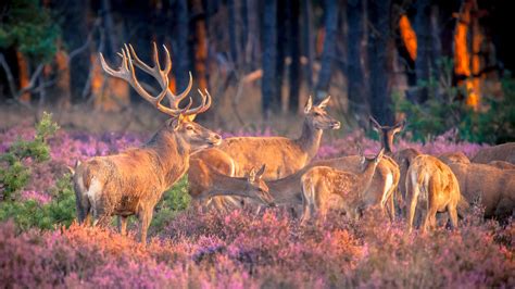 Vakantie Veluwe